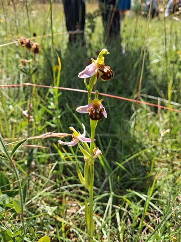 Bee Orchid