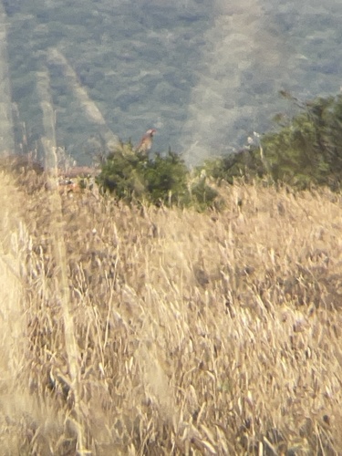 Red-legged Partridge