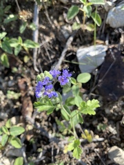 Phacelia congesta