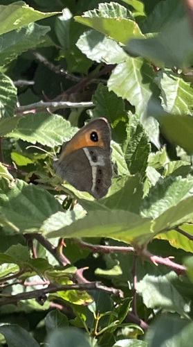 Spanish Gatekeeper