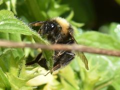 Bombus campestris