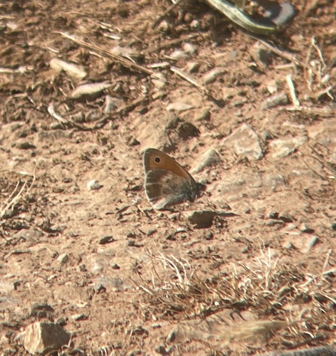 Small Heath