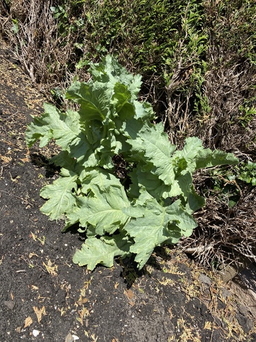 opium poppy