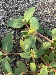 Euphorbia ocellata