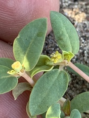 Euphorbia ocellata