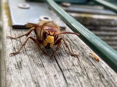 Vespa crabro