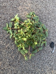 Euphorbia ocellata