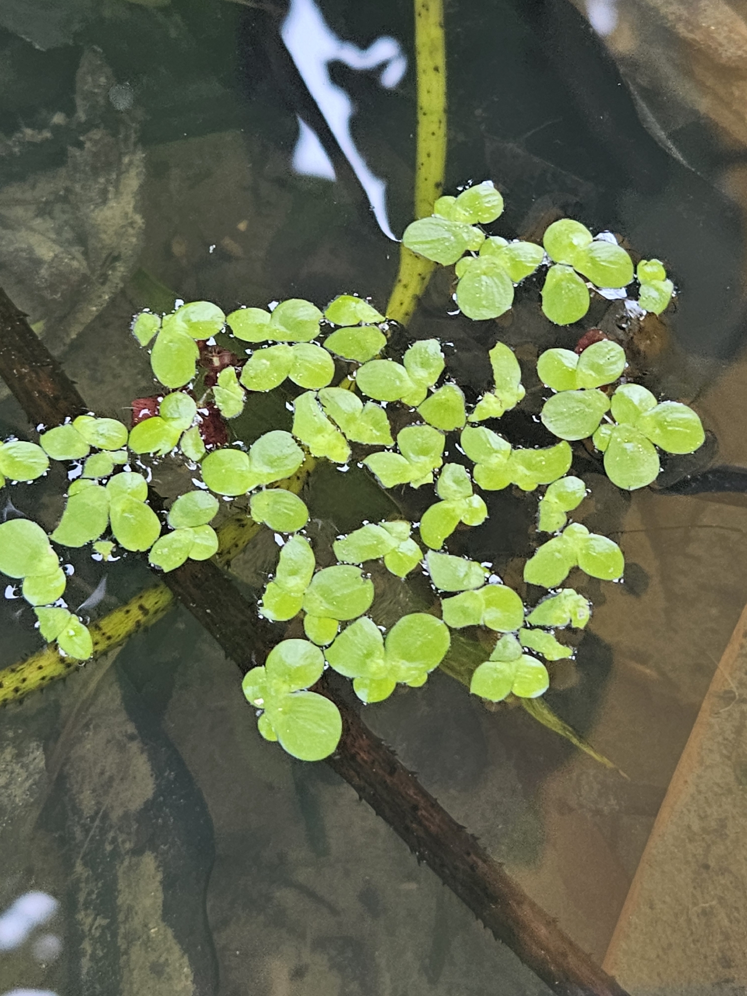 Spirodela polyrhiza — ảnh 2