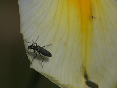 Oedemera lurida