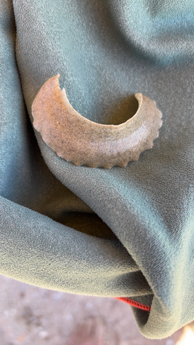 Josephine's moon snail