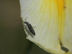 Oedemera lurida