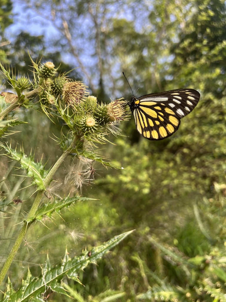 Aporia moltrechti