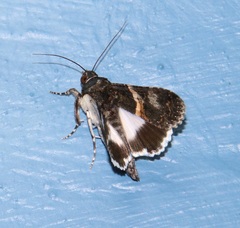 Melipotis punctifinis