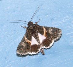 Melipotis punctifinis