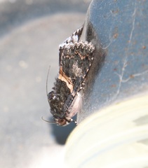 Melipotis punctifinis