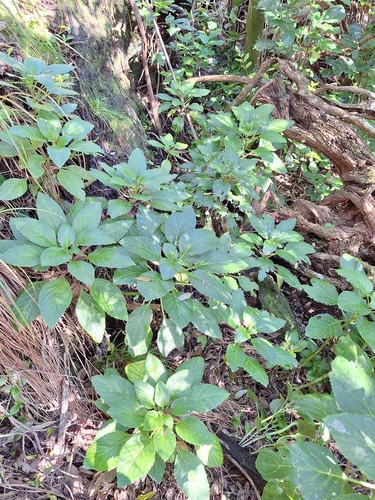 Lobelia physaloides, photograph 3