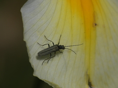 Oedemera lurida