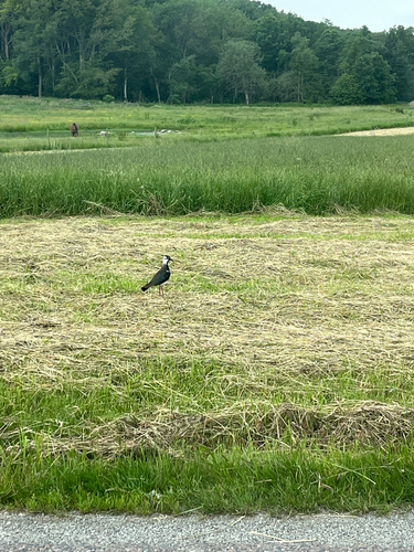Northern Lapwing