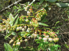 Comarostaphylis arguta