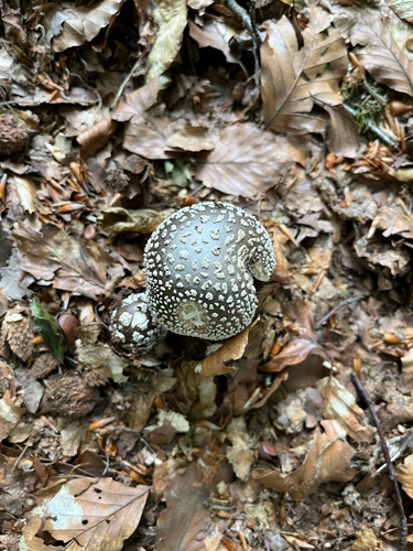 European False Blusher
