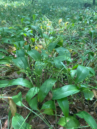 Ramsons