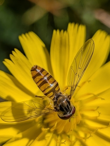 Marmalade Hover Fly
