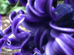 Hyacinthus