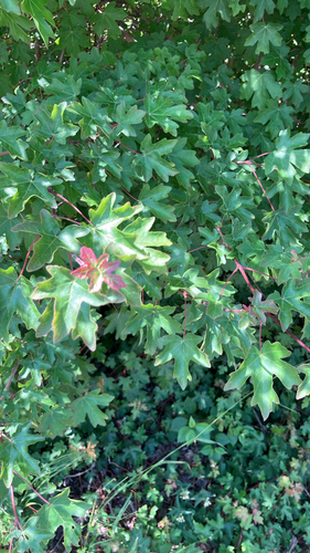 field maple