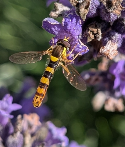 Common Globetail