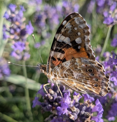 Painted Lady