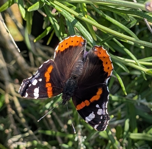 Old World Red Admiral