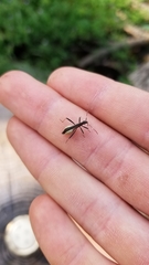 Micrelytra fossularum