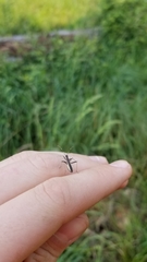 Micrelytra fossularum