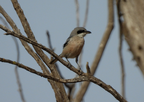 Iberian Grey Shrike