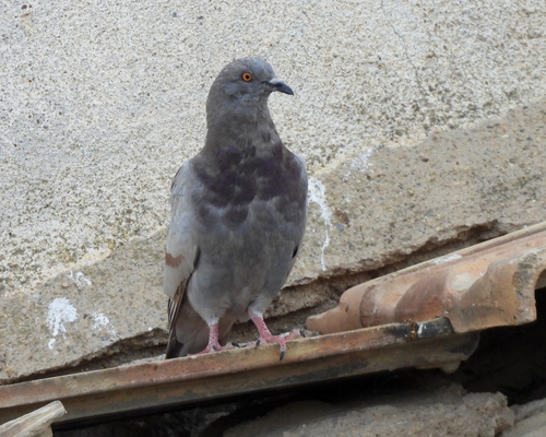 Rock Pigeon