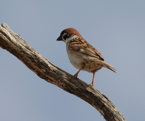 Eurasian Tree Sparrow