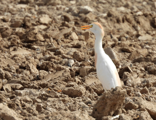 Western Cattle-Egret
