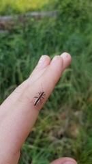 Micrelytra fossularum