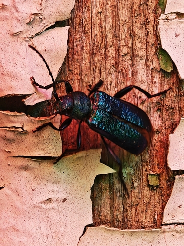 Violet tanbark beetle