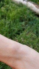 Micrelytra fossularum