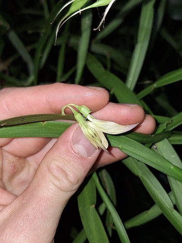 Carmichaelia williamsii