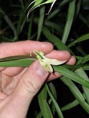 Carmichaelia williamsii