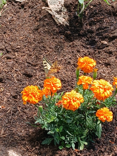 Old World Swallowtail