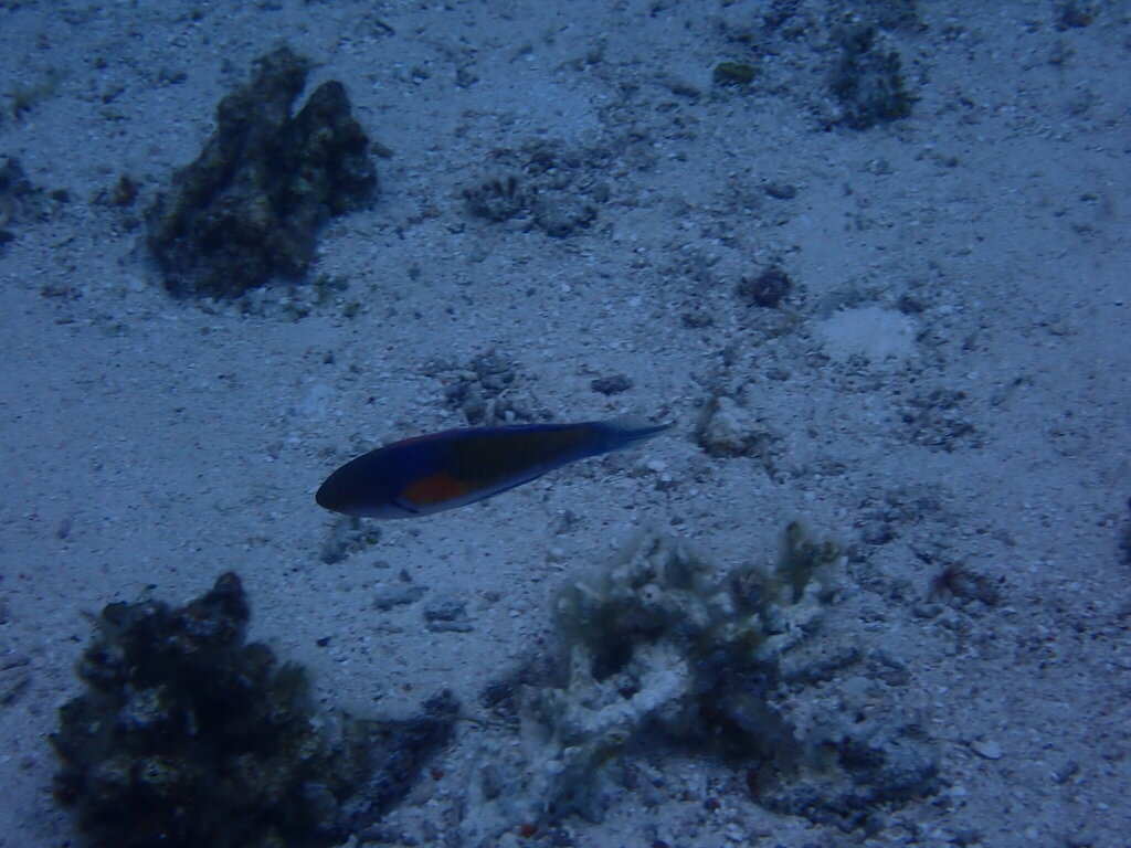 Ryukyu Fairy Wrasse