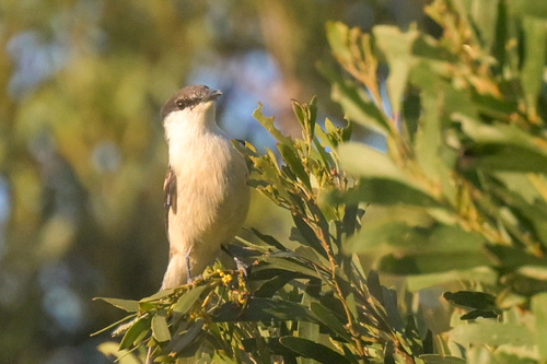 Lalage leucopyga observed 2026-06-20