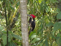 Dryocopus lineatus