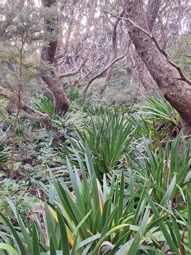 Xeronema callistemon