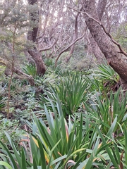 Xeronema callistemon
