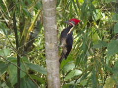 Dryocopus lineatus
