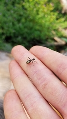 Micrelytra fossularum